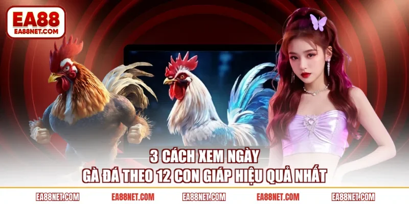3 Cách Xem Ngày Gà Đá Theo 12 Con Giáp Hiệu Quả Nhất