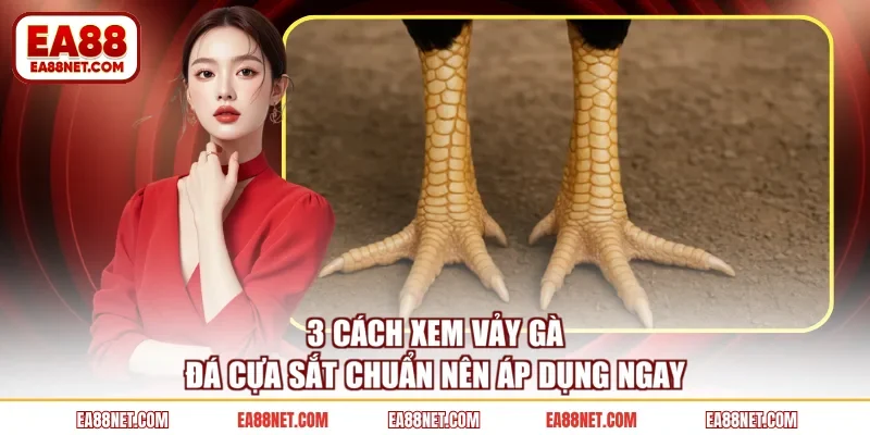 3 Cách Xem Vảy Gà Đá Cựa Sắt Chuẩn Nên Áp Dụng Ngay