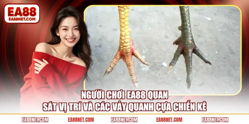 Người chơi EA88 quan sát vị trí và các vảy quanh cựa chiến kê