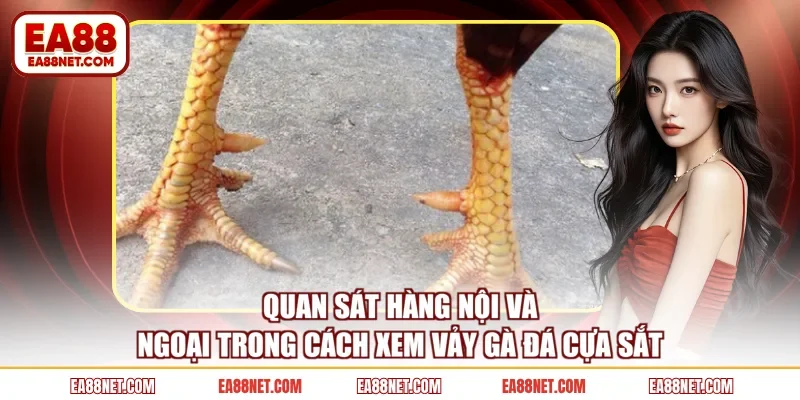 Quan sát hàng nội và ngoại trong cách xem vảy gà đá cựa sắt